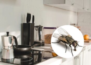 Como evitar que essa a mosca se prolifere na sua cozinha
