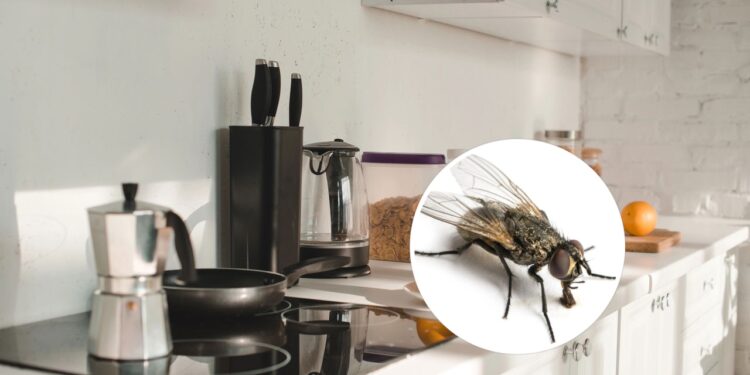 Como evitar que essa a mosca se prolifere na sua cozinha