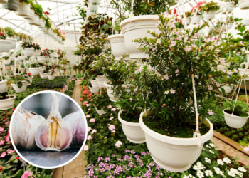 3 formas de usar alho e pimenta para proteger suas plantas