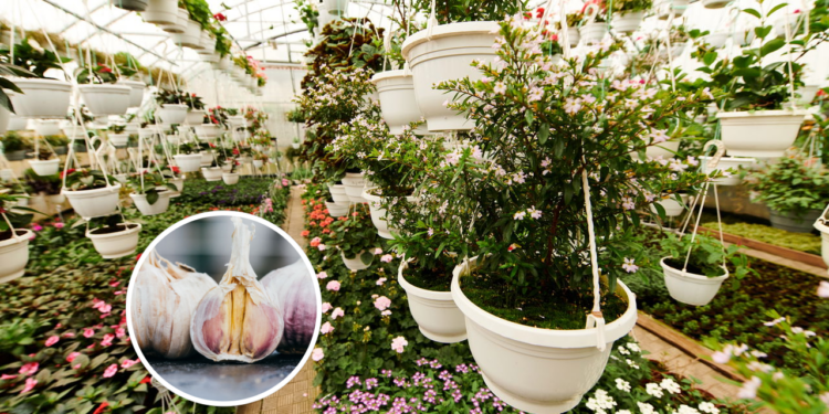 3 formas de usar alho e pimenta para proteger suas plantas