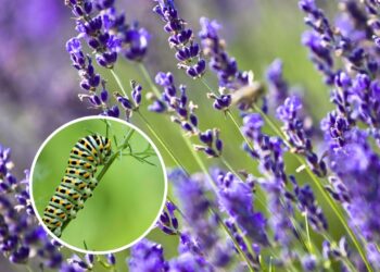 As 3 plantas que mantém as lagartas bem longe da sua casa