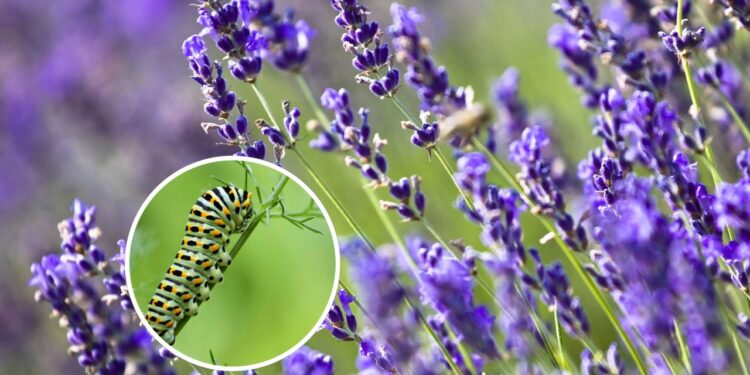 As 3 plantas que mantém as lagartas bem longe da sua casa