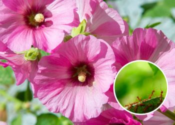 A malva afasta pragas para deixar seu jardim lindo!