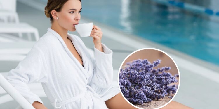 As propriedades curativas da lavanda que promovem calma e bem-estar