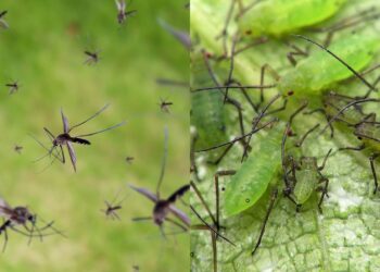 Cominho afasta pulgões e mosquitos do seu jardim