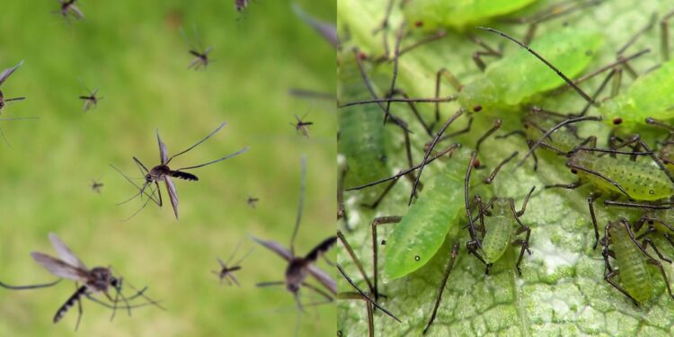 Cominho afasta pulgões e mosquitos do seu jardim