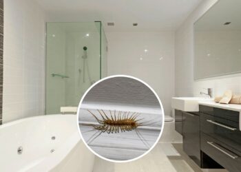 Diga adeus as lacraias: como se manter livre dessas pragas