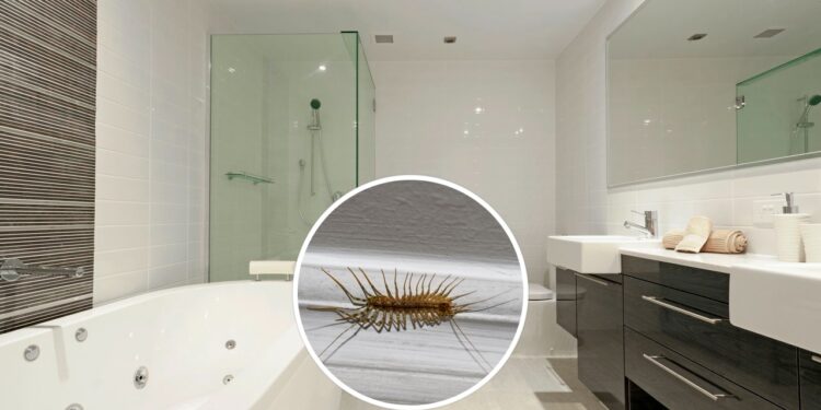 Diga adeus as lacraias: como se manter livre dessas pragas