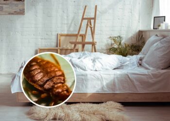 Como se livrar dos percevejos-de-cama eficientemente e sem produtos químicos