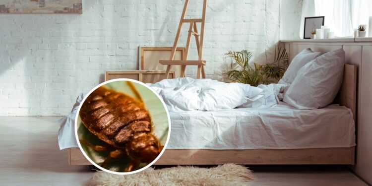 Como se livrar dos percevejos-de-cama eficientemente e sem produtos químicos