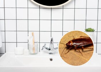 Pragas mais comuns que invadem banheiros e como se proteger