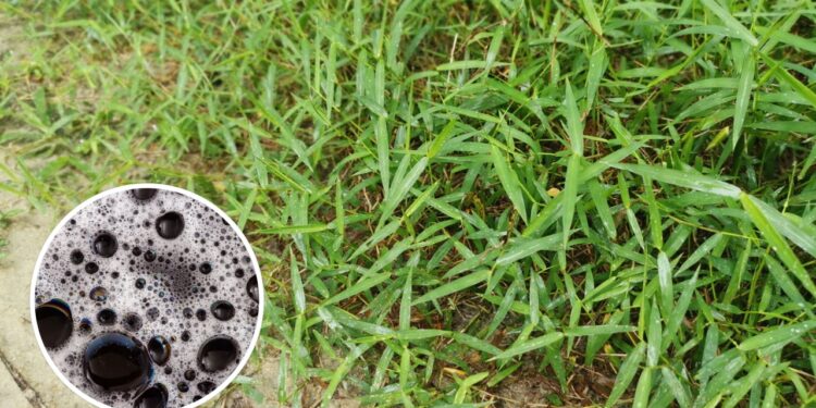 É por isso que espalhar detergente na grama pode ser uma boa dica