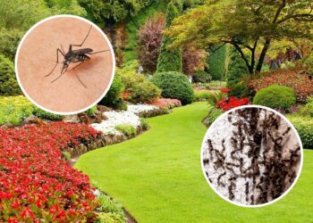 Essa planta de quintal mantém insetos longe do jardim