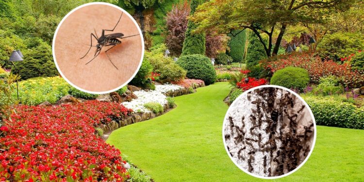 Essa planta de quintal mantém insetos longe do jardim