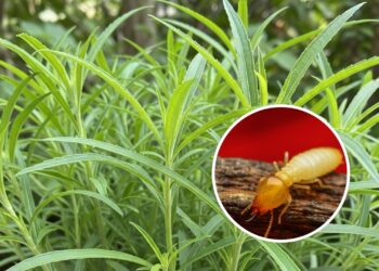 Plantas que ajudam a repelir cupins e podem proteger seus móveis