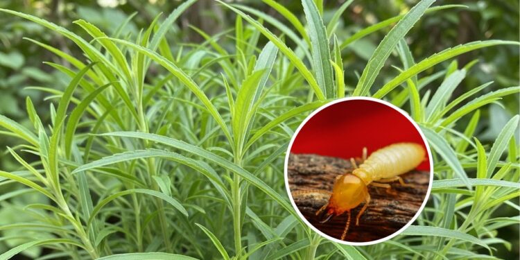 Plantas que ajudam a repelir cupins e podem proteger seus móveis