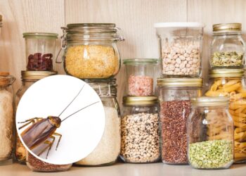 Como evitar que baratas invadam sua despensa