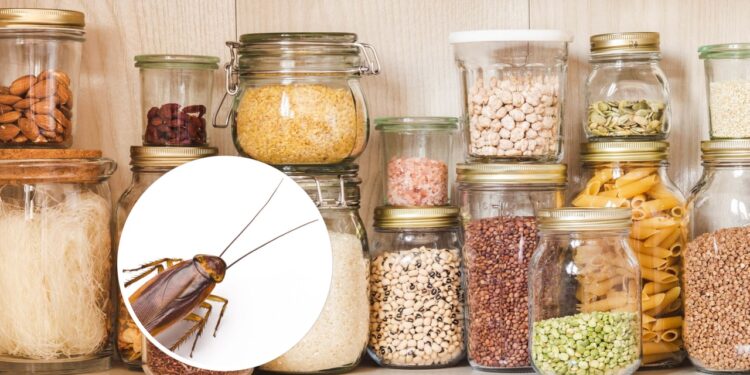 Como evitar que baratas invadam sua despensa