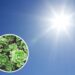 As plantas que resistem ao sol forte e continuam bonitas