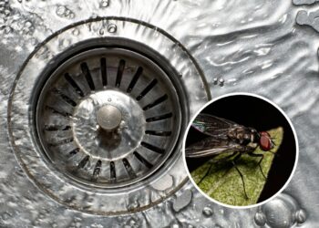 Por que restos de comida no ralo trazem pragas para a pia?
