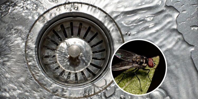 Por que restos de comida no ralo trazem pragas para a pia?