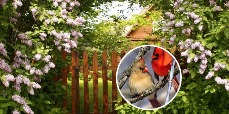 Essas são as plantas que atraem pássaros e trazem vida ao jardim