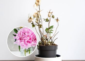 Como recuperar plantas murchas e fazê-las florescer novamente