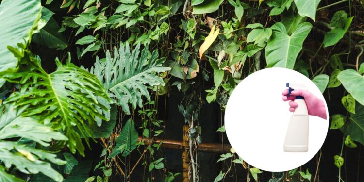 Barreira natural que previne fungos e pragas nas folhas