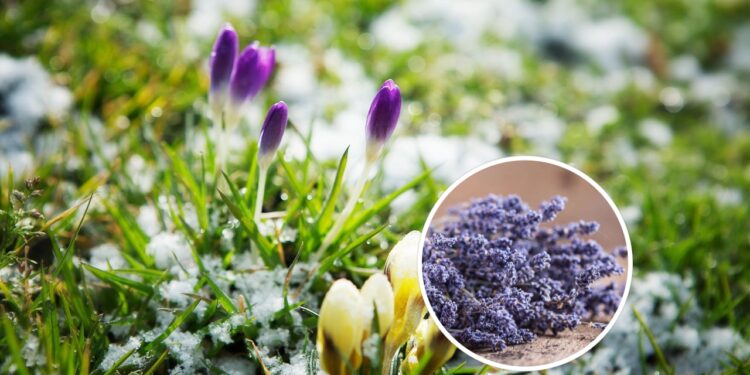 As plantas mais resistentes para plantar no inverno e ter flores no verão