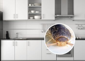 O erro na limpeza que atrai traças para o armário da cozinha