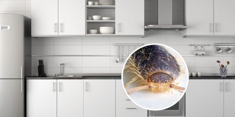 O erro na limpeza que atrai traças para o armário da cozinha