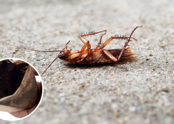 Mito ou verdade: vinagre e café realmente eliminam pragas?