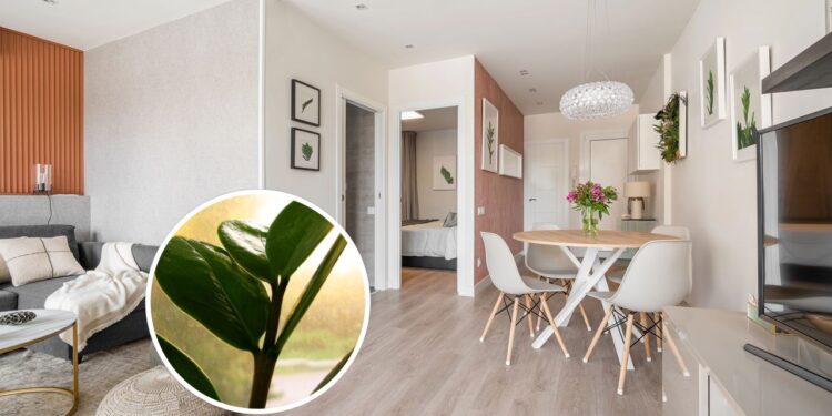 As quatro plantas de sombra que viraram moda em apartamentos pequenos