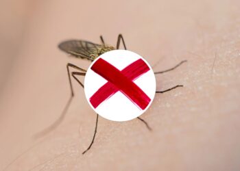 Planta poderosa contra mosquitos transmissores de doenças