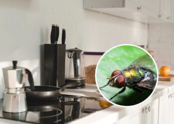 A dica mais eficaz para manter a cozinha sempre protegida das moscas