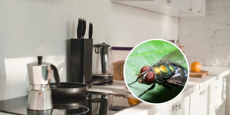 A dica mais eficaz para manter a cozinha sempre protegida das moscas