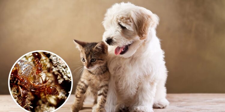 Ter pets em casa atrai pragas? A resposta pode te surpreender