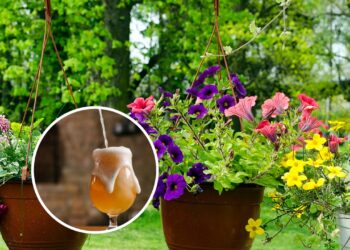 A cerveja pode salvar o seu quintal de pragas