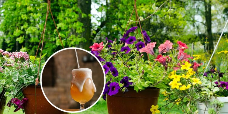 A cerveja pode salvar o seu quintal de pragas