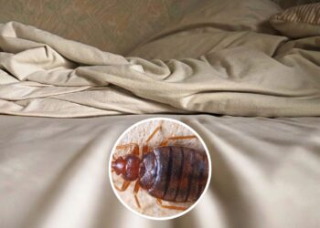 Como eliminar percevejos de forma natural