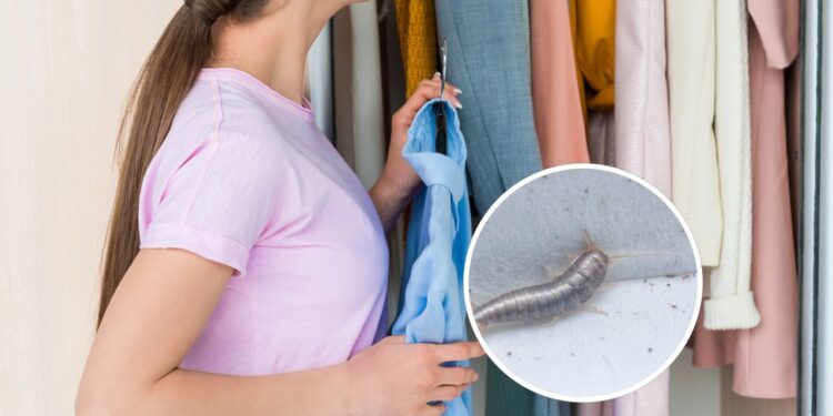 O produto caseiro que protege armários contra traças