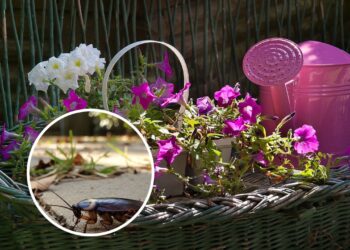 Essas ervas são poderosas para espantar as baratas do seu quintal