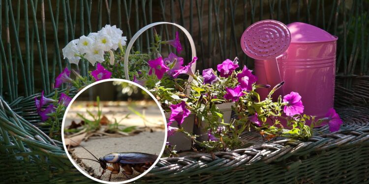 Essas ervas são poderosas para espantar as baratas do seu quintal