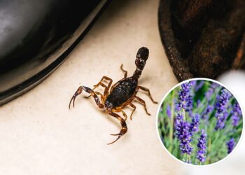 Como usar plantas para afastar escorpiões de ambientes úmidos