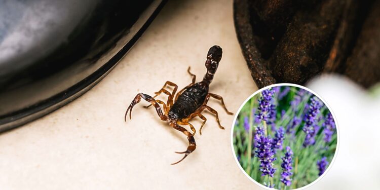 Como usar plantas para afastar escorpiões de ambientes úmidos