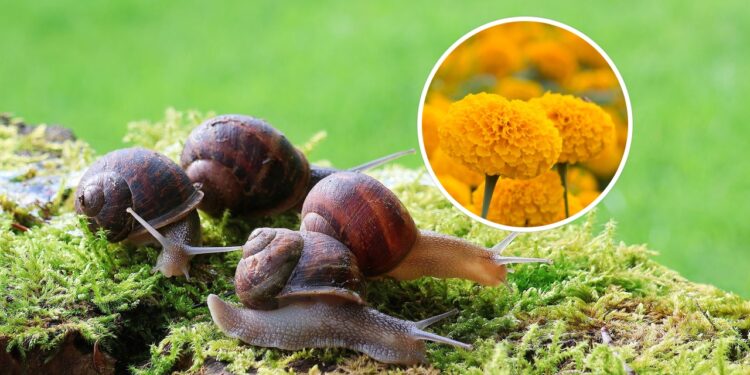 Plantas que afastam caramujos e ainda perfuma o jardim