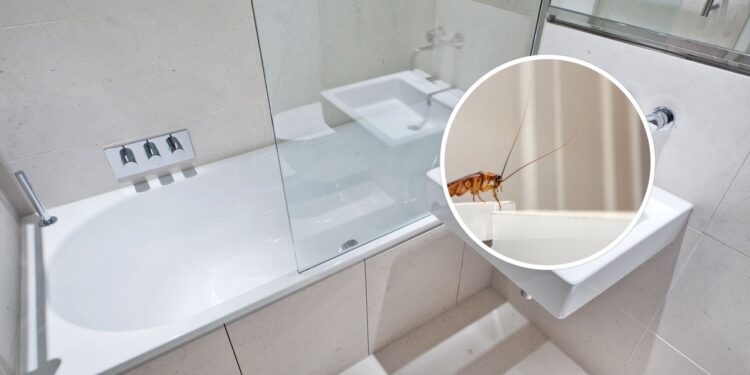 Um ingrediente simples que acaba com baratas no box e quase ninguém usa