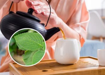Essa planta é uma das mais potentes aliadas da saúde