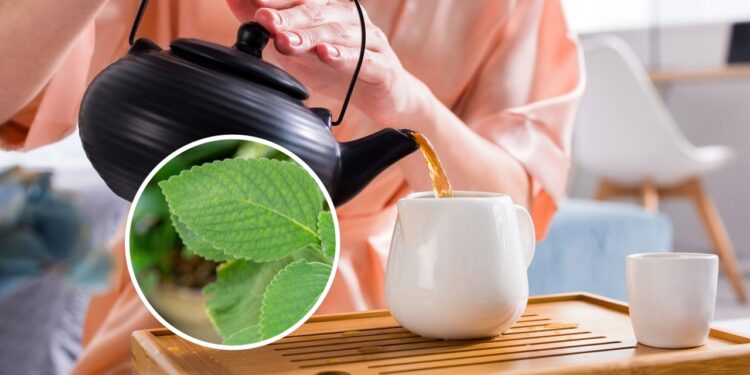 Essa planta é uma das mais potentes aliadas da saúde