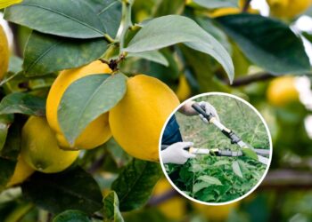 Quantas vezes por ano se deve podar um limoeiro para frutos saudáveis?